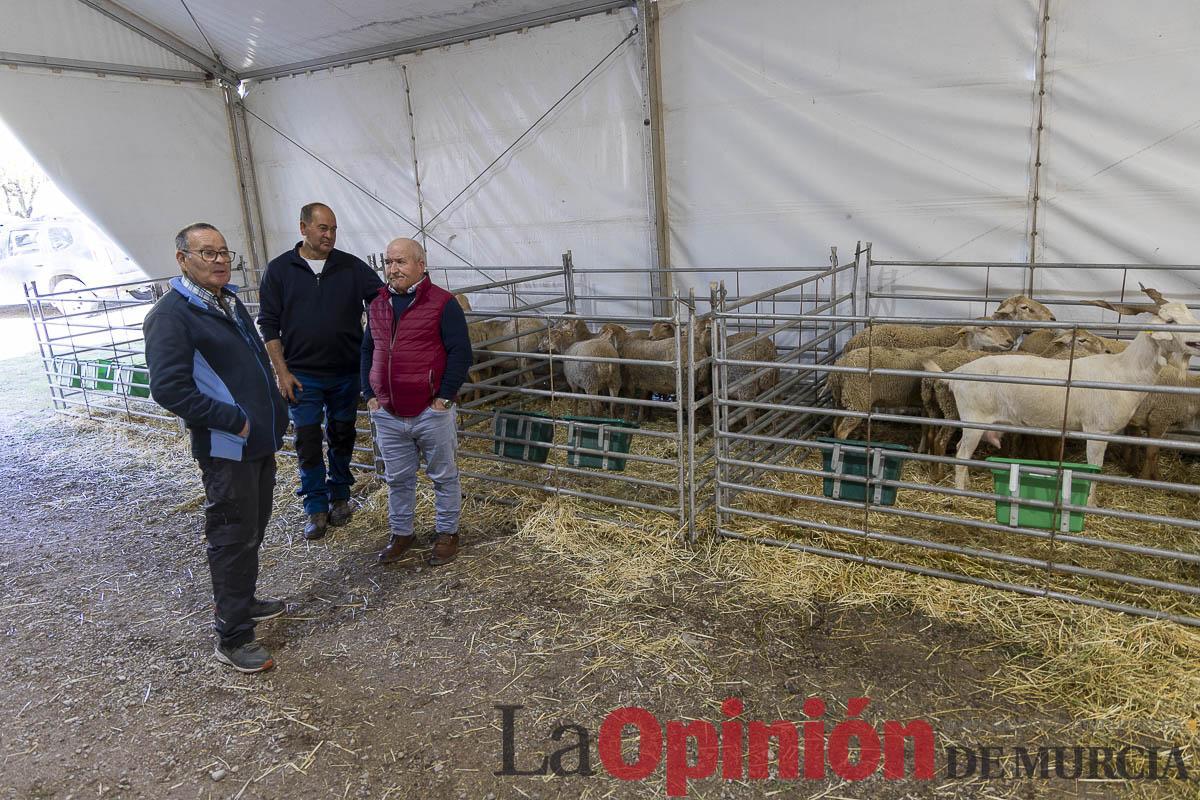 Así se ha vivido la IX Feria del Cordero Segureño celebraba en la pedanía caravaqueña de Archivel