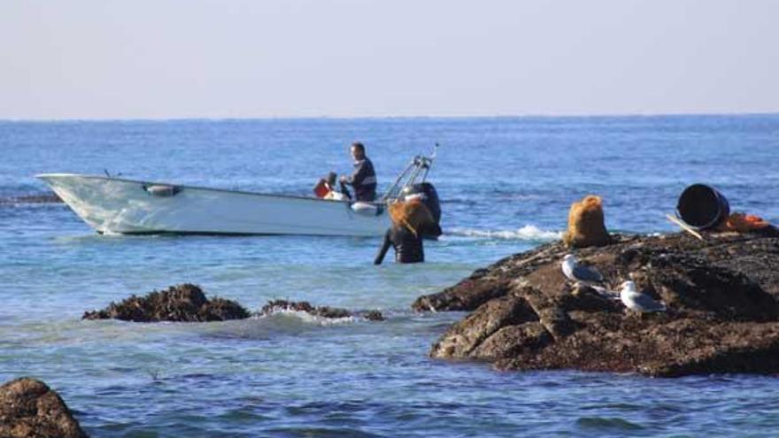 La recolección de la semilla de mejillón se hace en las rocas del litoral, con ayuda de &quot;raspetas&quot;.