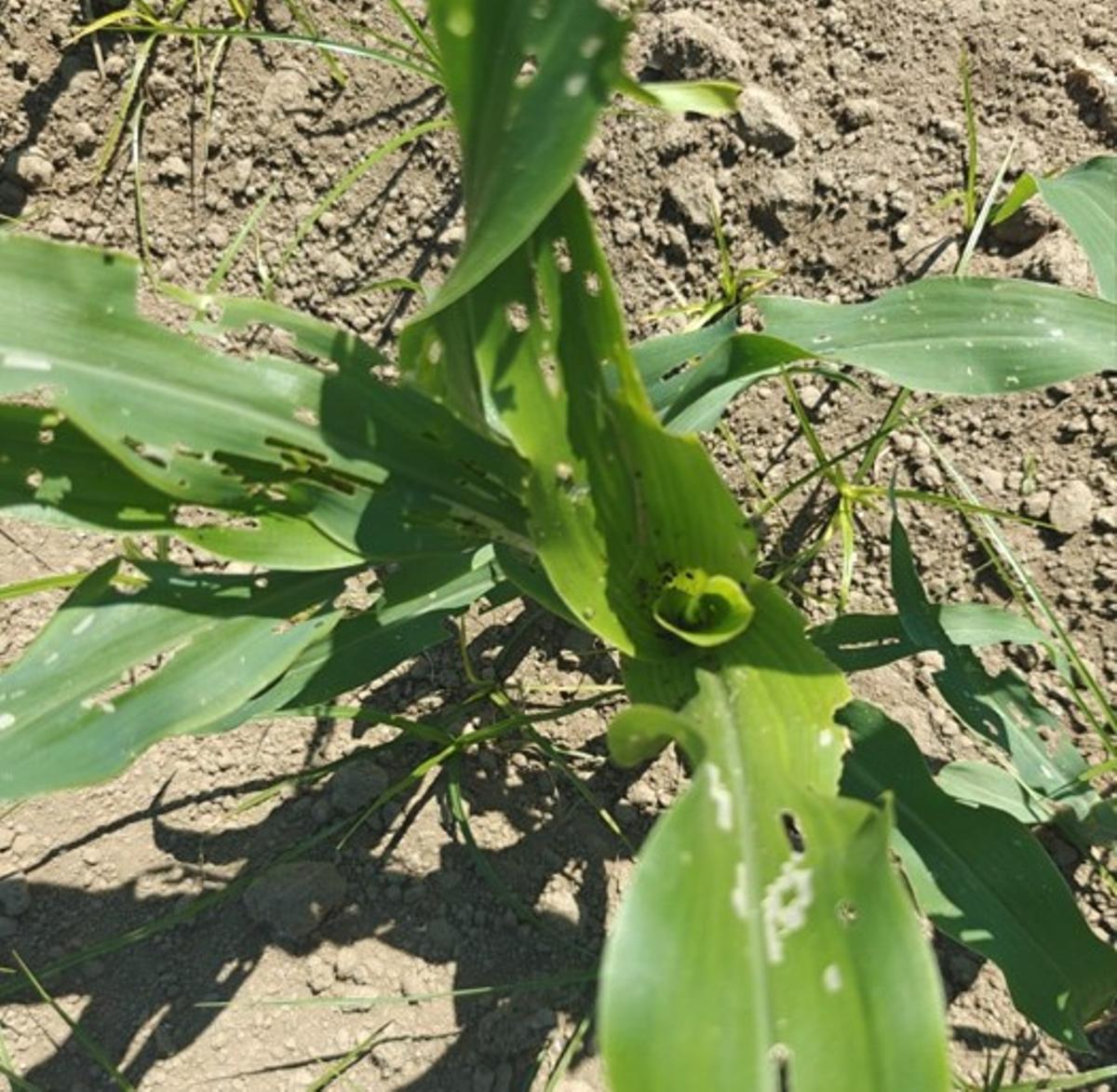 El gusano soldado en un cultivo