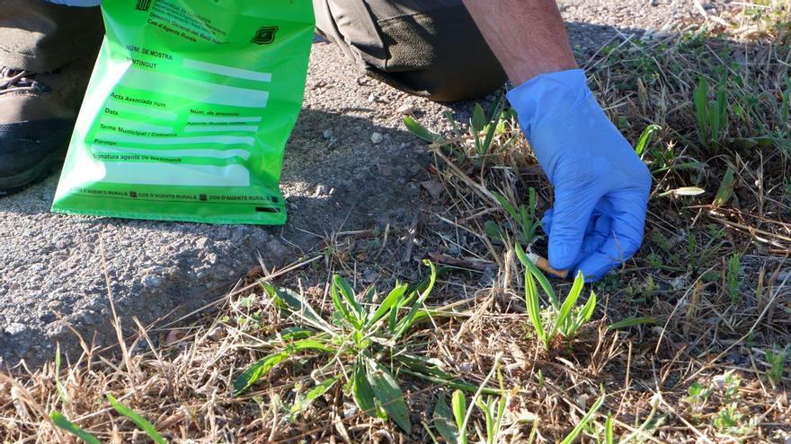 Denuncien un conductor a Port de la Selva per tirar una burilla encesa per la finestra