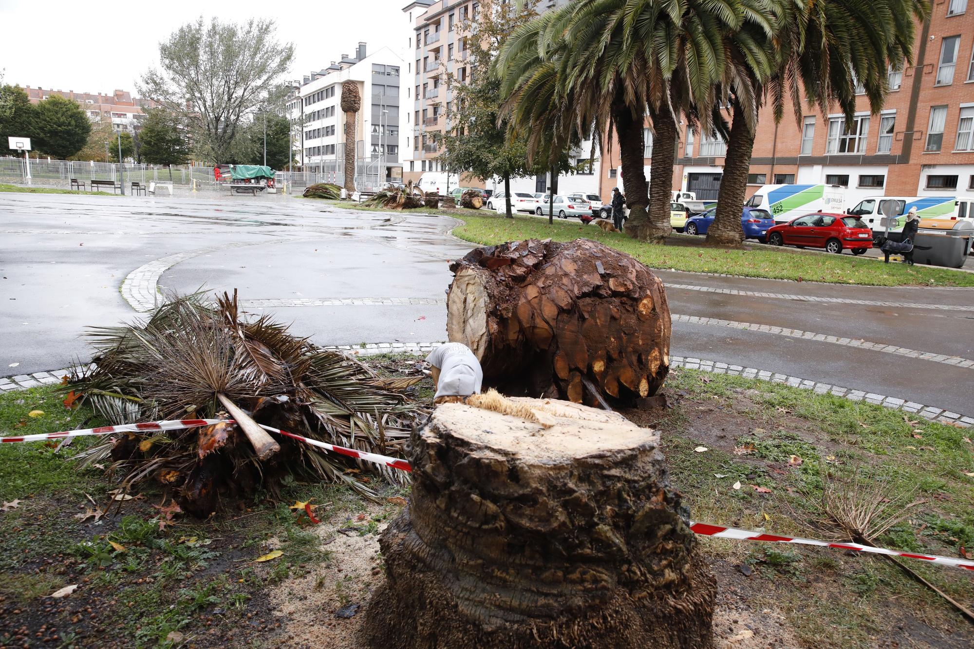 El parque de Las Palmeras se queda sin los árboles que le dan nombre por una plaga