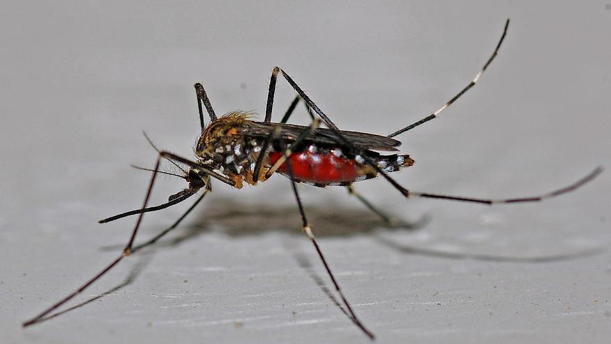 El mosquito más grande del mundo