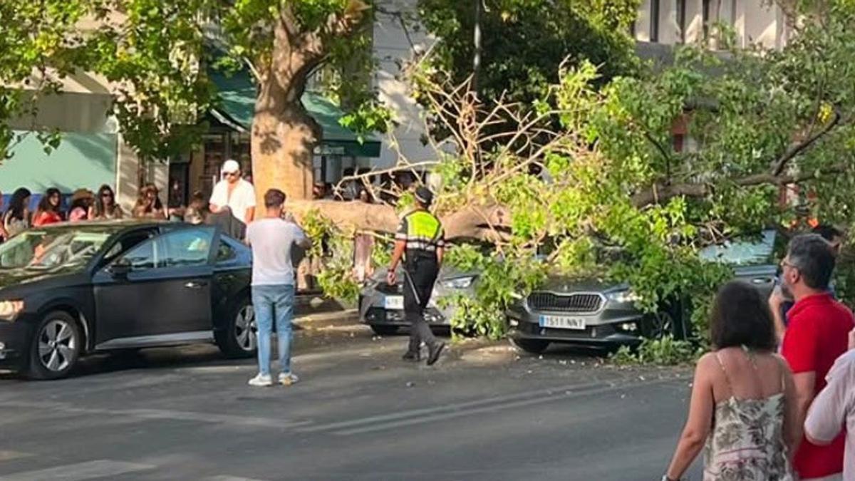 La rama de grandes dimensiones, el martes, sobre dos vehículos en pleno centro de Marbella en verano.
