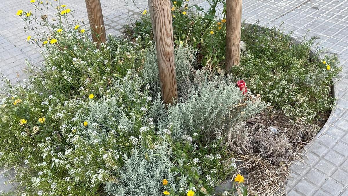 Imatge d'un escocell amb plantes