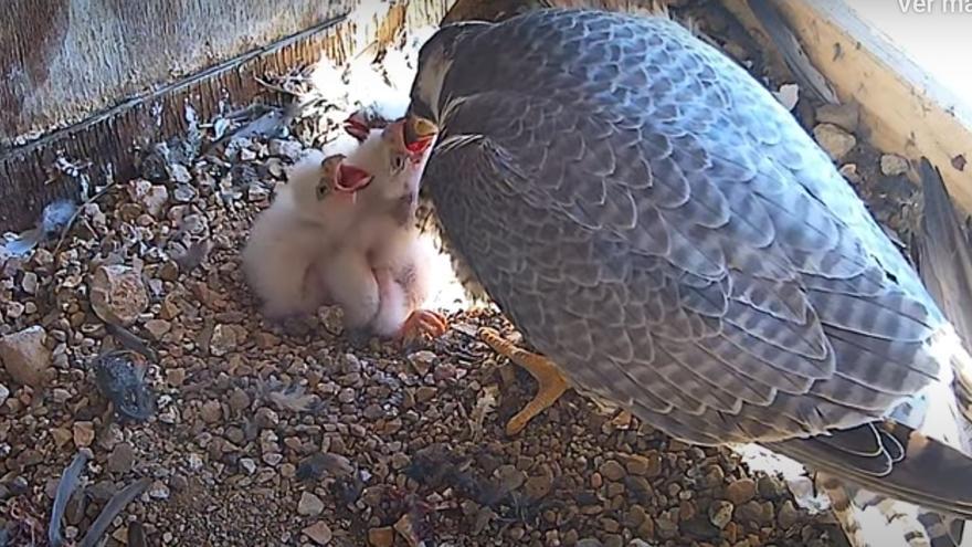 Vida de halcón peregrino en directo: así alimenta Tromba a sus tres polluelos zamoranos
