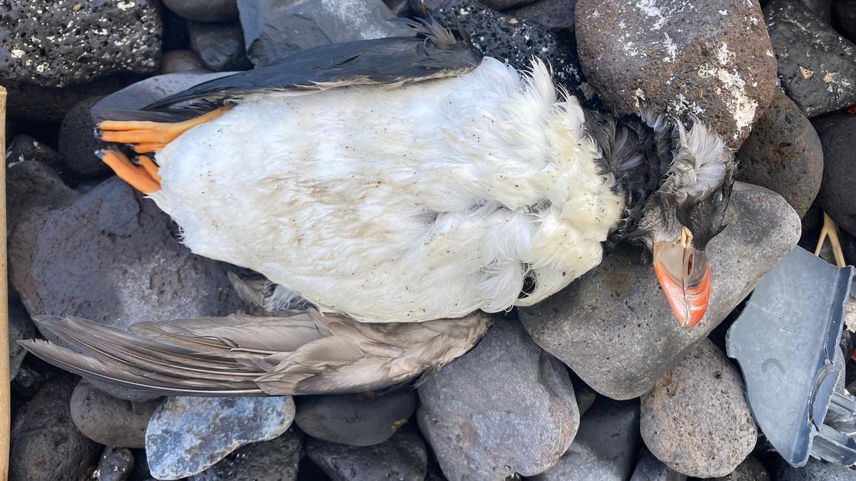 Frailecillo hallado muerto en la costa de Tenerife.