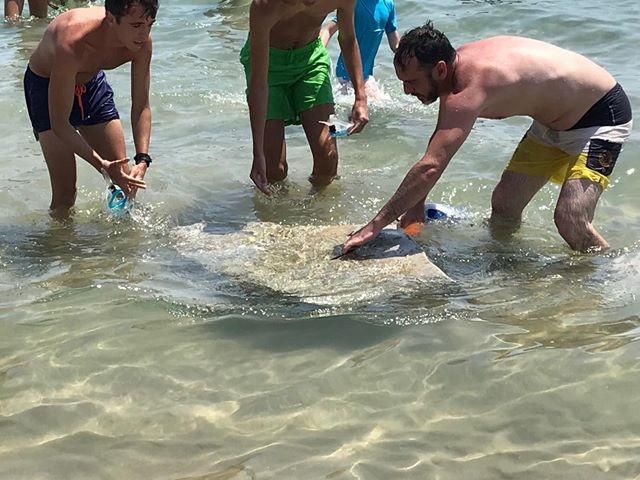 Manta raya arponeada en la playa Muchavista