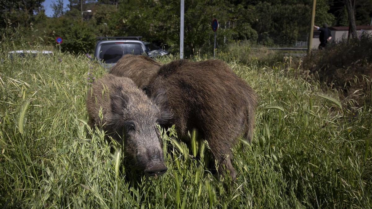 Un grupo de jabalís.