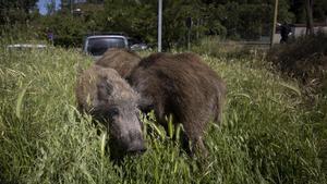 Un grupo de jabalís.