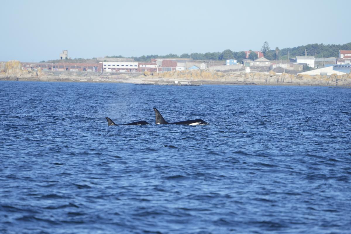 Dos de los animales vistos cerca de la costa de Castiñeiras (Ribeira), ayer.