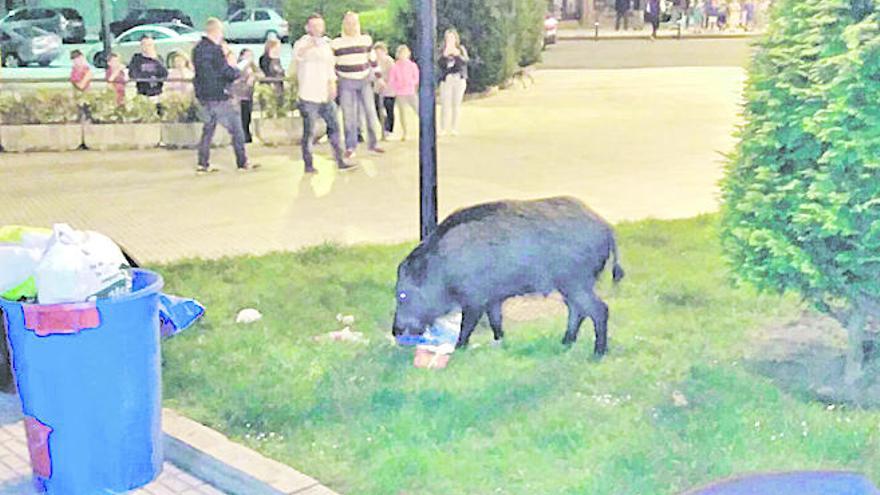 Un jabalí busca comida en Oviedo ante numerosos vecinos