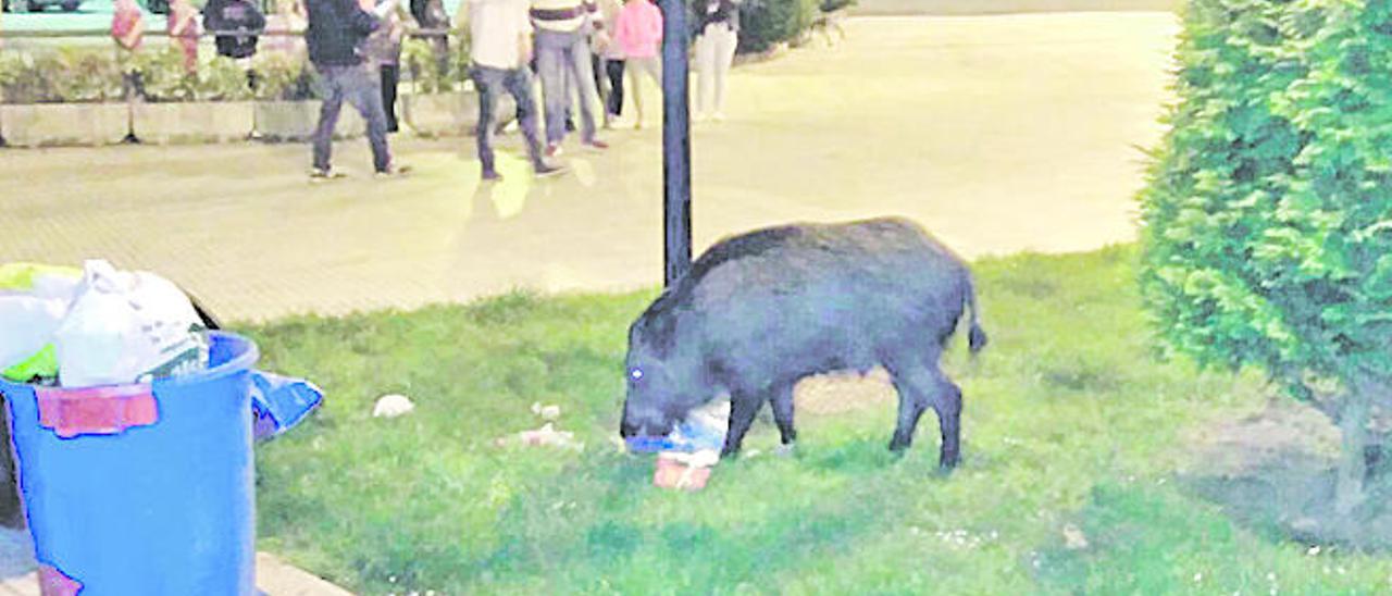 Un jabalí busca comida en Oviedo ante numerosos vecinos