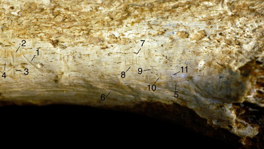 Los homínidos se devoraban unos a otros hace 1,45 millones de años