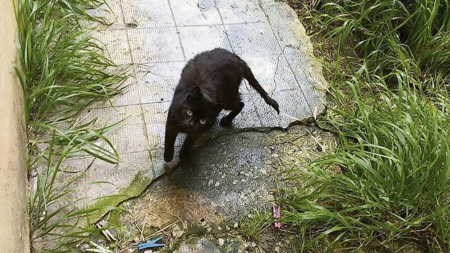 Uno de los gatos atrapados en el patio de plaza de Santullano, en Oviedo.