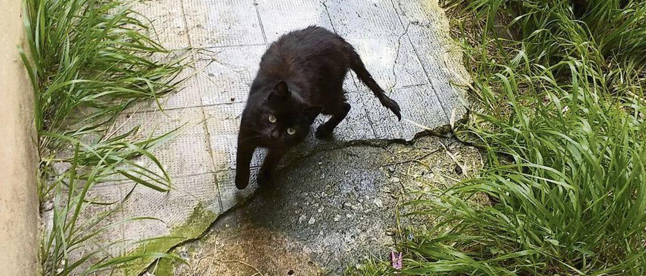 Uno de los gatos atrapados en el patio de plaza de Santullano, en Oviedo.
