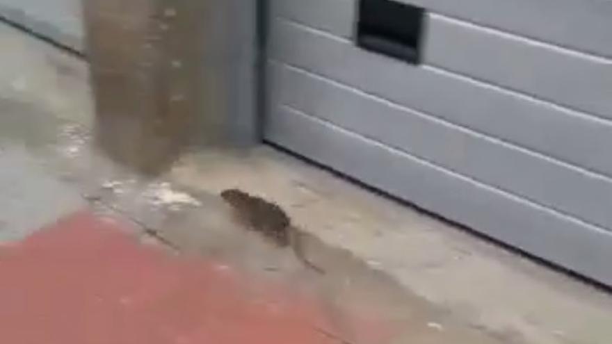 Una rata campa a sus anchas en Zamora.