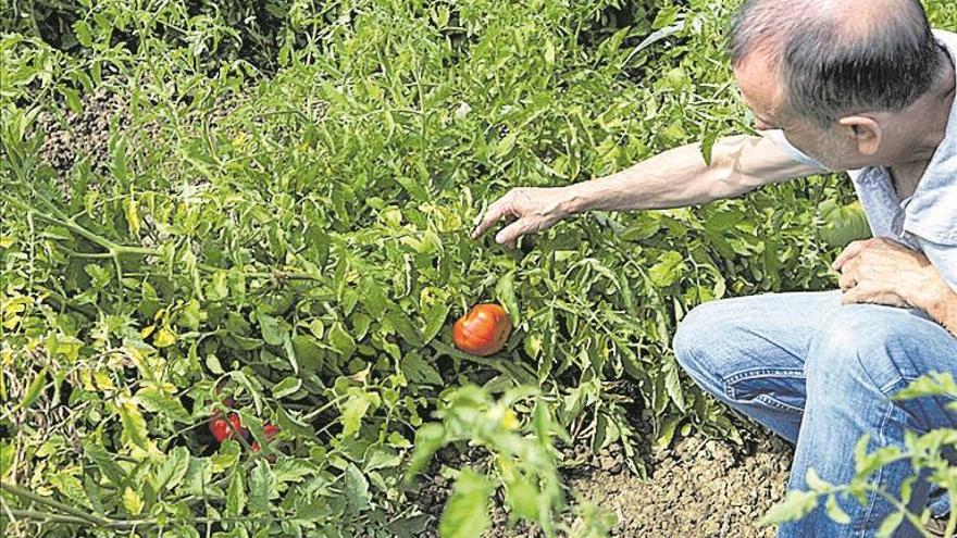 Betxí debat sobre la biodiversitat genètica agrícola autòctona