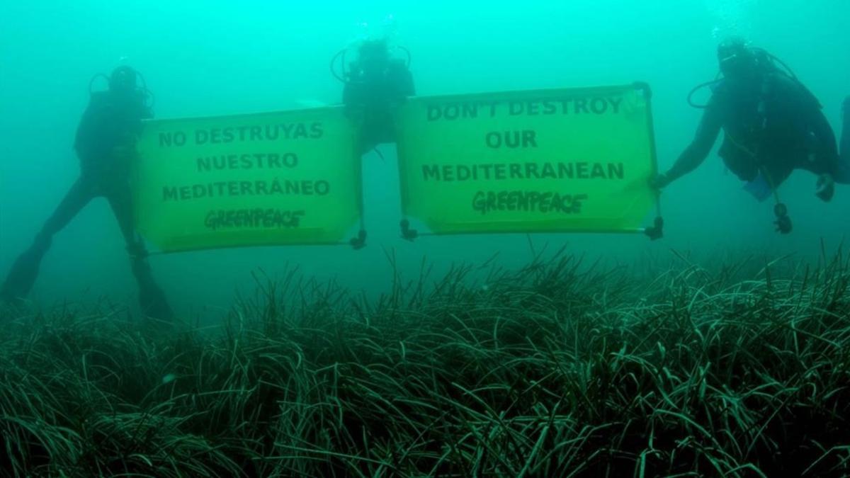 zentauroepp10434104 greenpeace divers hold banners over healthy seagrass which m180509131701
