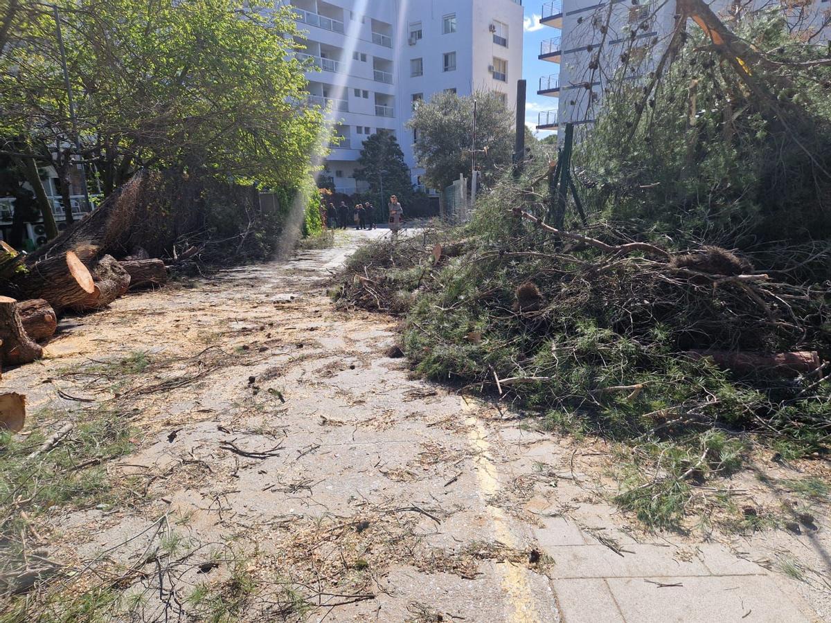 Els efectes de l'episodi de vent a Girona, en imatges
