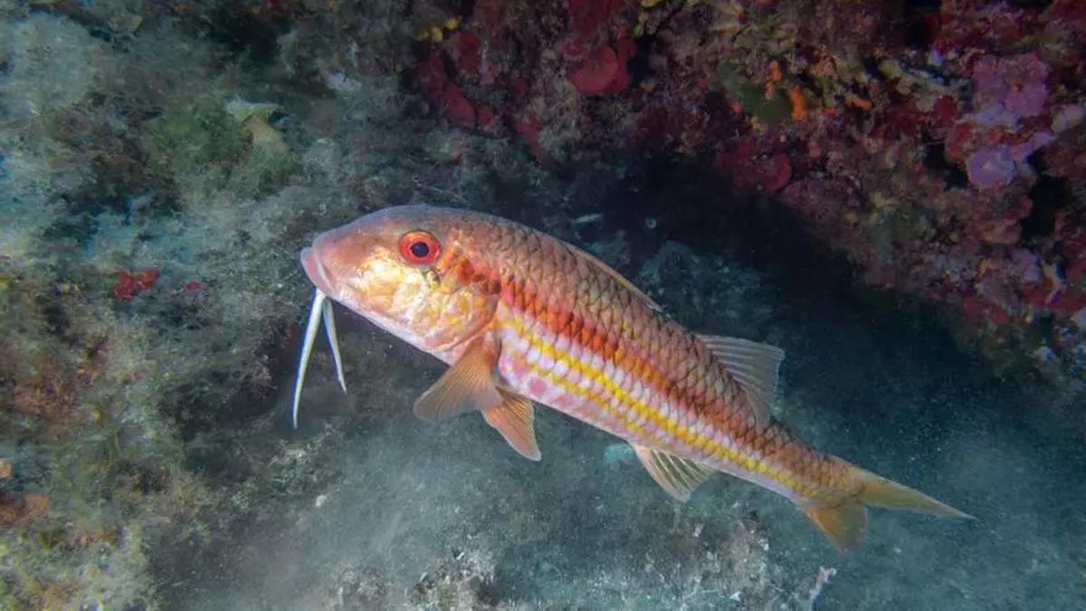 Un ejemplar de salmonete.