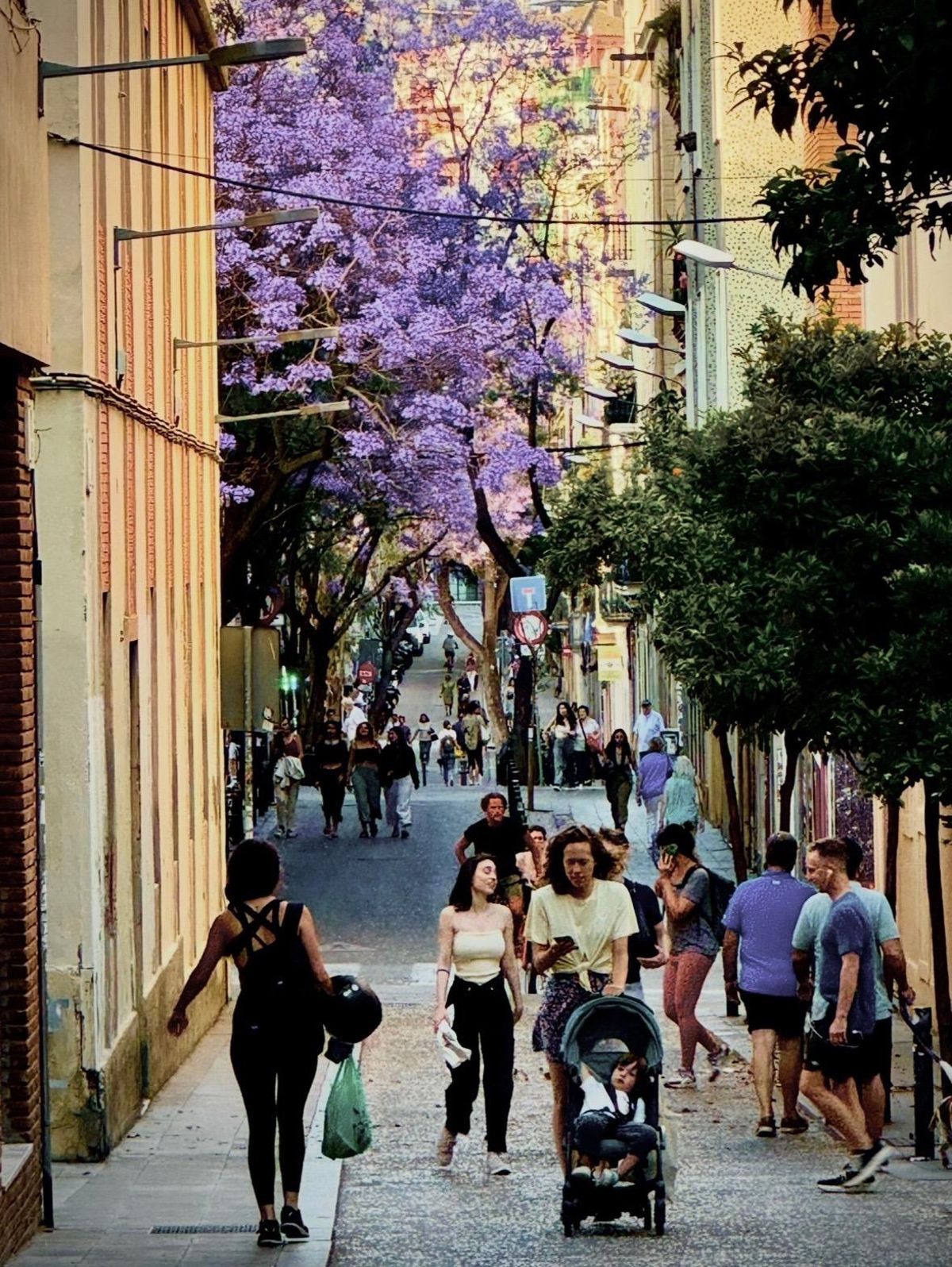 Una jacaranda colorea la calle de Ramón y Cajal, en Gràcia.