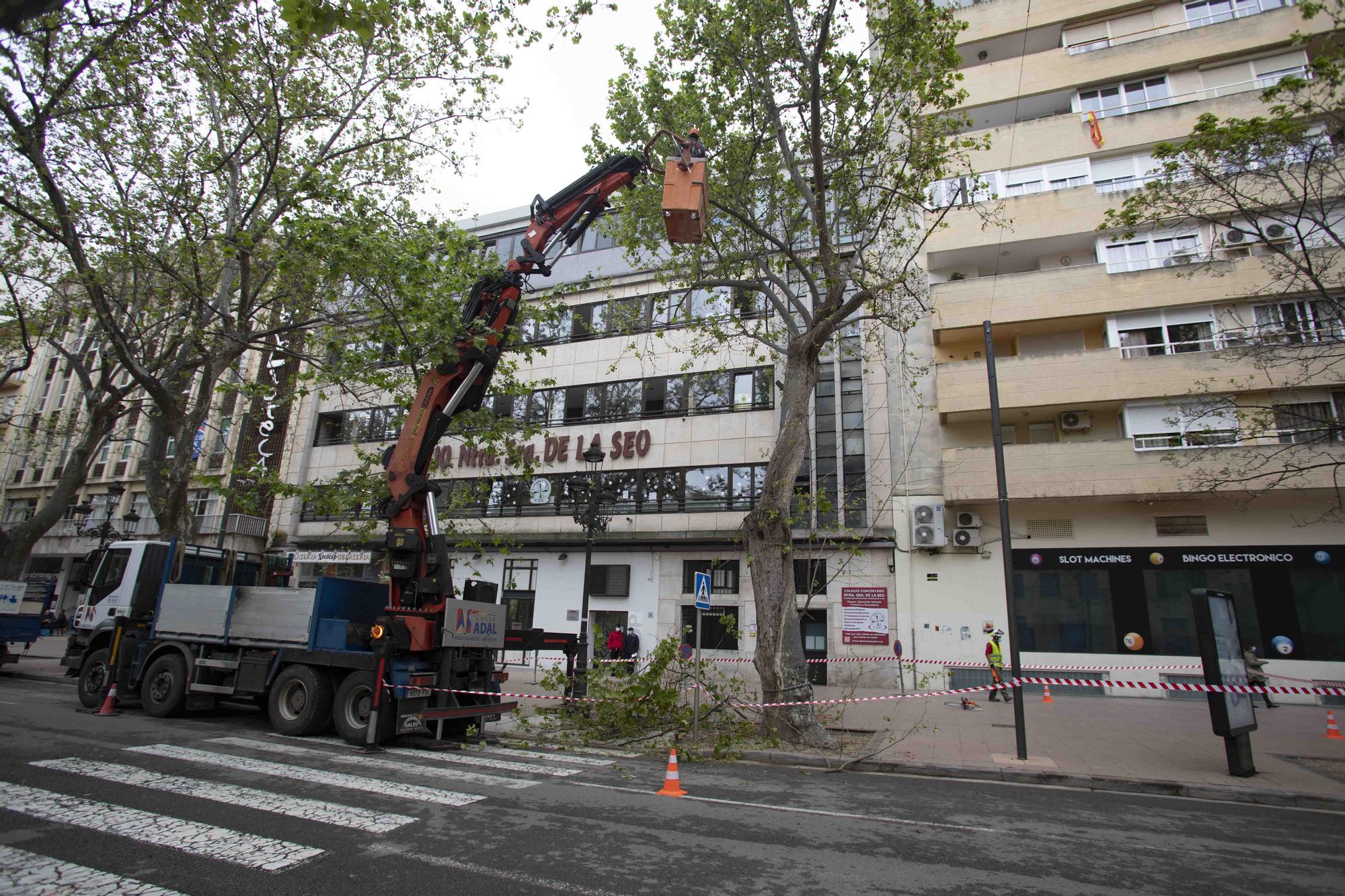 Talan cinco plataneros de grandes dimensiones en mal estado en la Albereda de Xàtiva