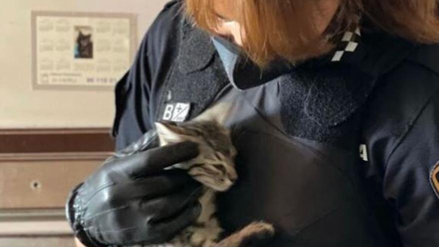 Una de las agentes con uno de los gatos rescatados