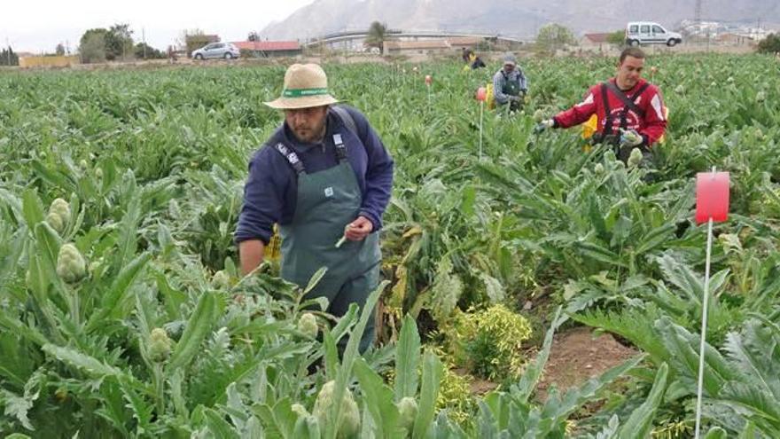 La campaña de la alcachofa alcanza las 25.000 toneladas y su mejor precio en cinco años