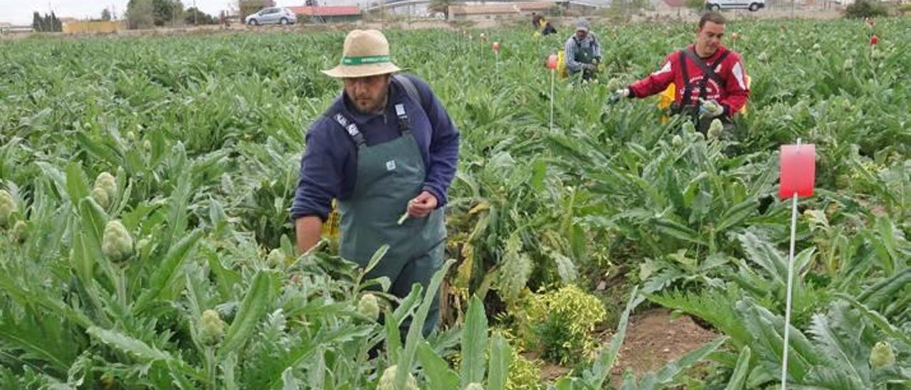 Jornaleros trabajan en la recolección de alcachofas de esta temporada en una parcela agrícola ubicada en la Vega Baja.