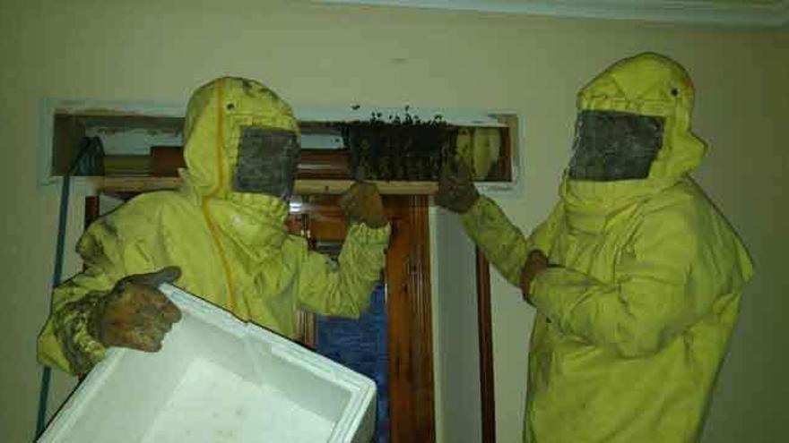 Los bomberos provistos con las ropas especiales que los protegen para desmantelar el nido de abejas del tambor de la persiana.