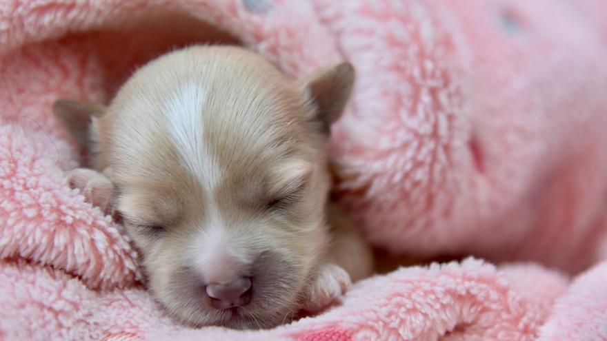 PERROS: Cuándo abren los ojos los perros recién nacidos por primera vez