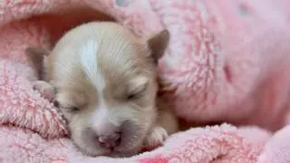 Cuándo abren los ojos los perros recién nacidos por primera vez