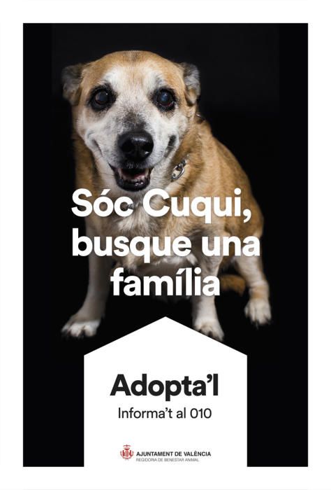 València pone cara y nombre a los perros de Benimàmet que buscan familia de adopción