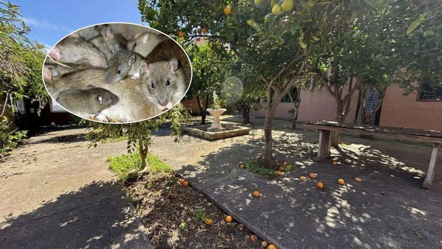 Menta, romero y ajo: así puedes ahuyentar las ratas del jardín en Canarias