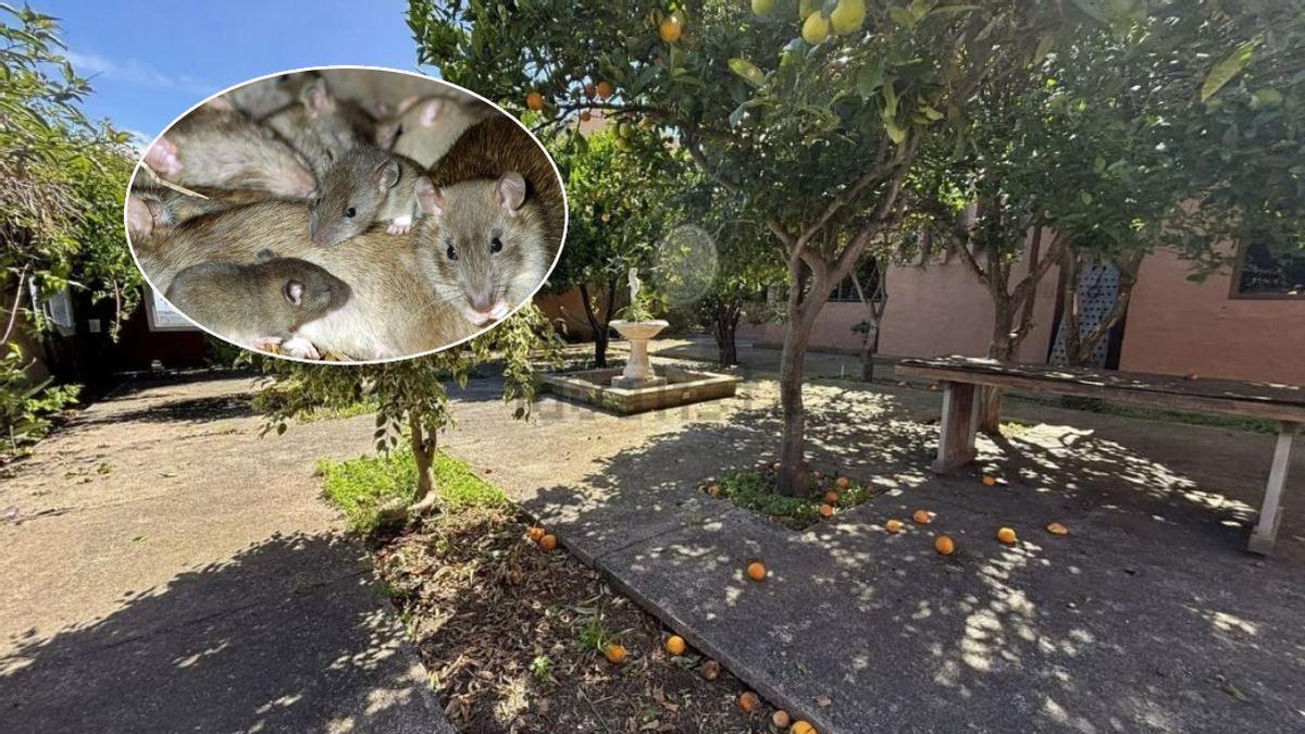 Menta, romero y ajo: así puedes ahuyentar las ratas del jardín en Canarias