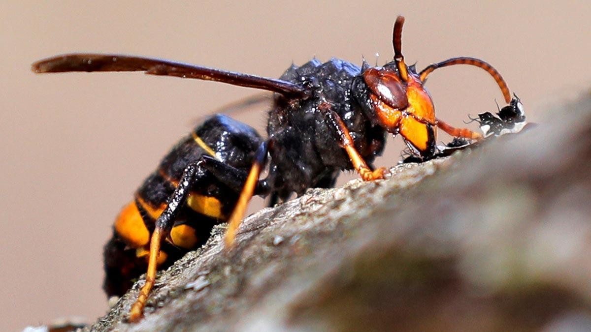 Una avispa asiática, distinguible de la autóctona por la coloración del abdomen y por esos calcetines amarillos a juegos que parece vestir.