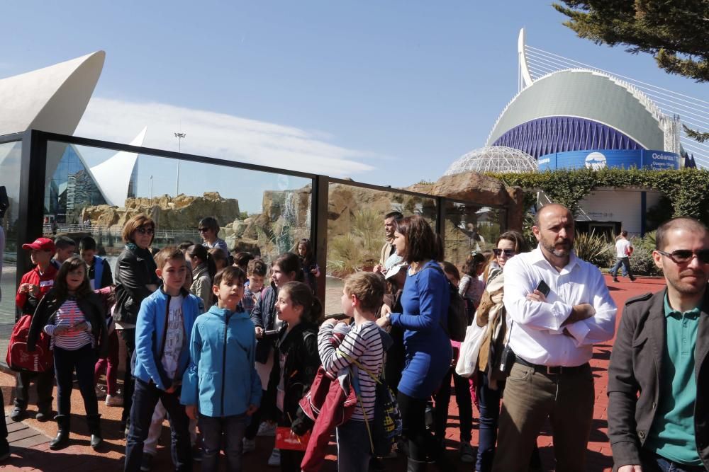 Inauguración del nuevo Oceanogràfic