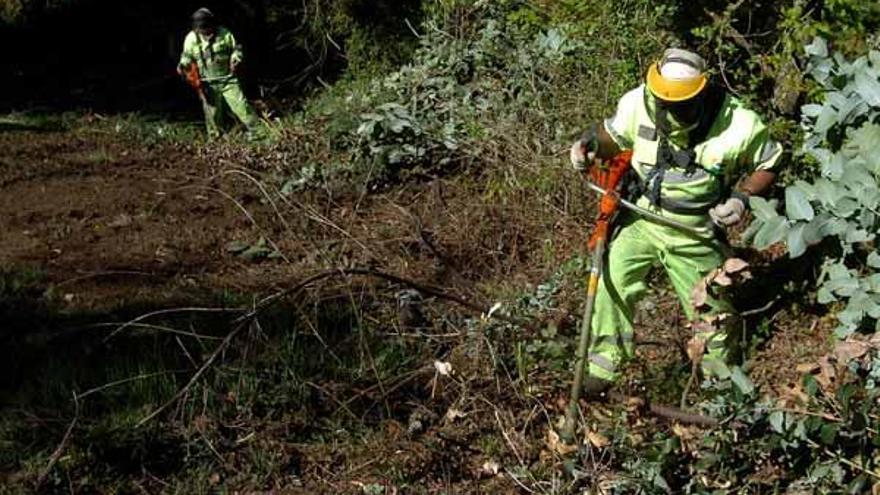 Estado actual de las tareas de desbroce del recinto