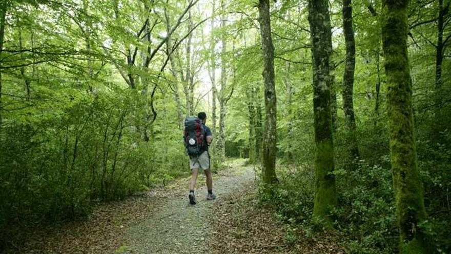 Un hombre pasea por un bosque.