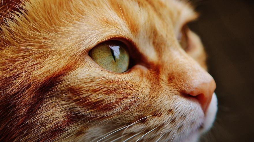 Cistitis idiopática en gatos: qué es y cómo tratar esta enfermedad tan común