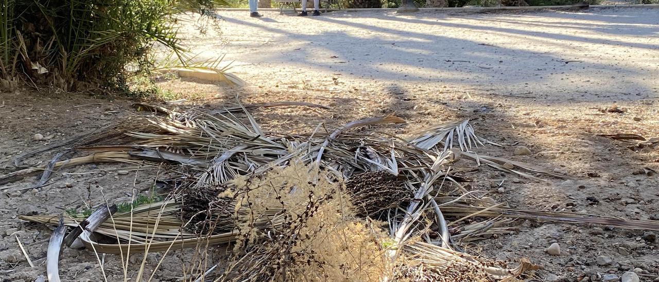 Ramas de palmera secas en el Huerto Villa Carmen de Elche