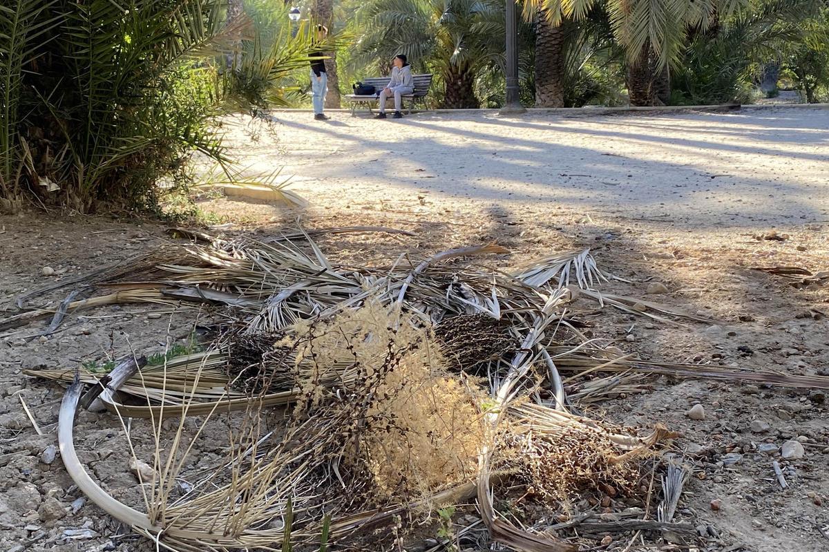 Ramas de palmera secas en el Huerto Villa Carmen de Elche