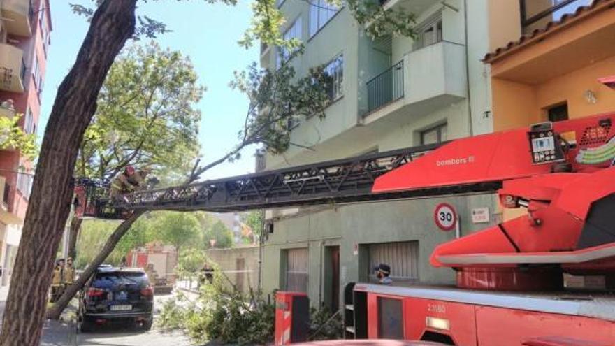 Actuació dels Bombers al carrer Fluvià de Girona per retirar un arbre caigut a sobre d&#039;un cotxe.