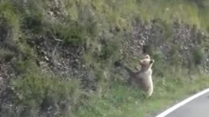 Vídeo: Denuncian el "comportamiento peligroso" de un conductor al encontrarse con un oso: "Por ahí no guapo"