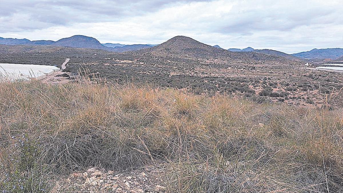 La zona forestal de Tiranos, donde se quieren levantar los invernaderos.