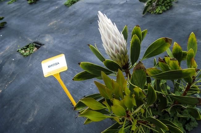 Plantación de proteas