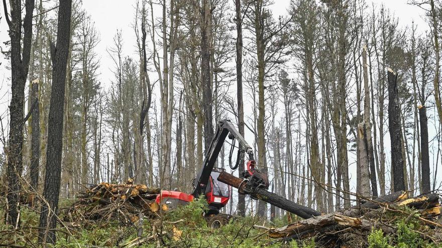 El Cabildo de Tenerife prorroga el suministro gratuito de astilla forestal al sector primario