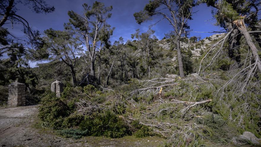 Schönheit und Verwüstung: Die Serra de Tramuntana nach dem Sturmtief Juliette