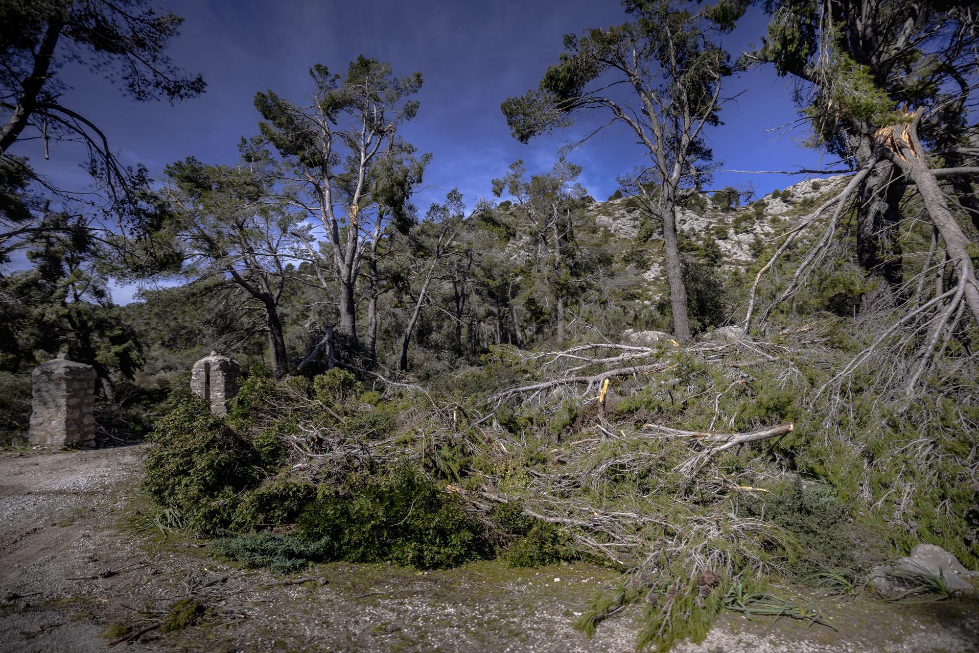 Schönheit und Verwüstung: Die Serra de Tramuntana nach dem Sturmtief Juliette