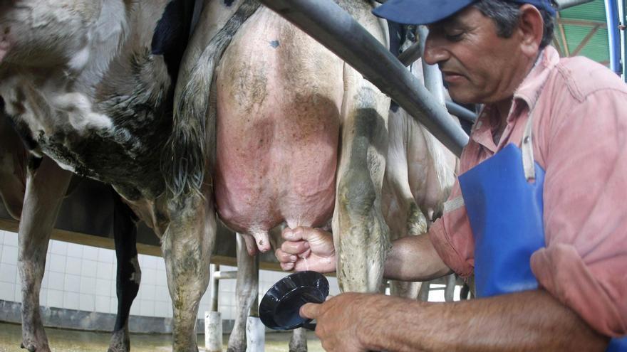 La leche de vaca se rodea de leyendas urbanas.